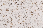 GOLD BIANCO